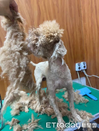 贵宾掀起「整片打结大衣」吓死人!美容师叹:穿可爱衣前请梳毛