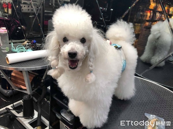 贵宾掀起「整片打结大衣」吓死人!美容师叹:穿可爱衣前请梳毛