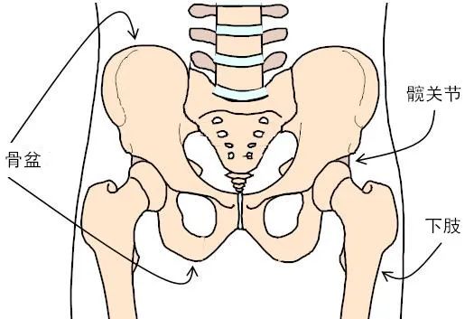 女人盆腔周围有哪些器官,女性身体背后内脏器官分布