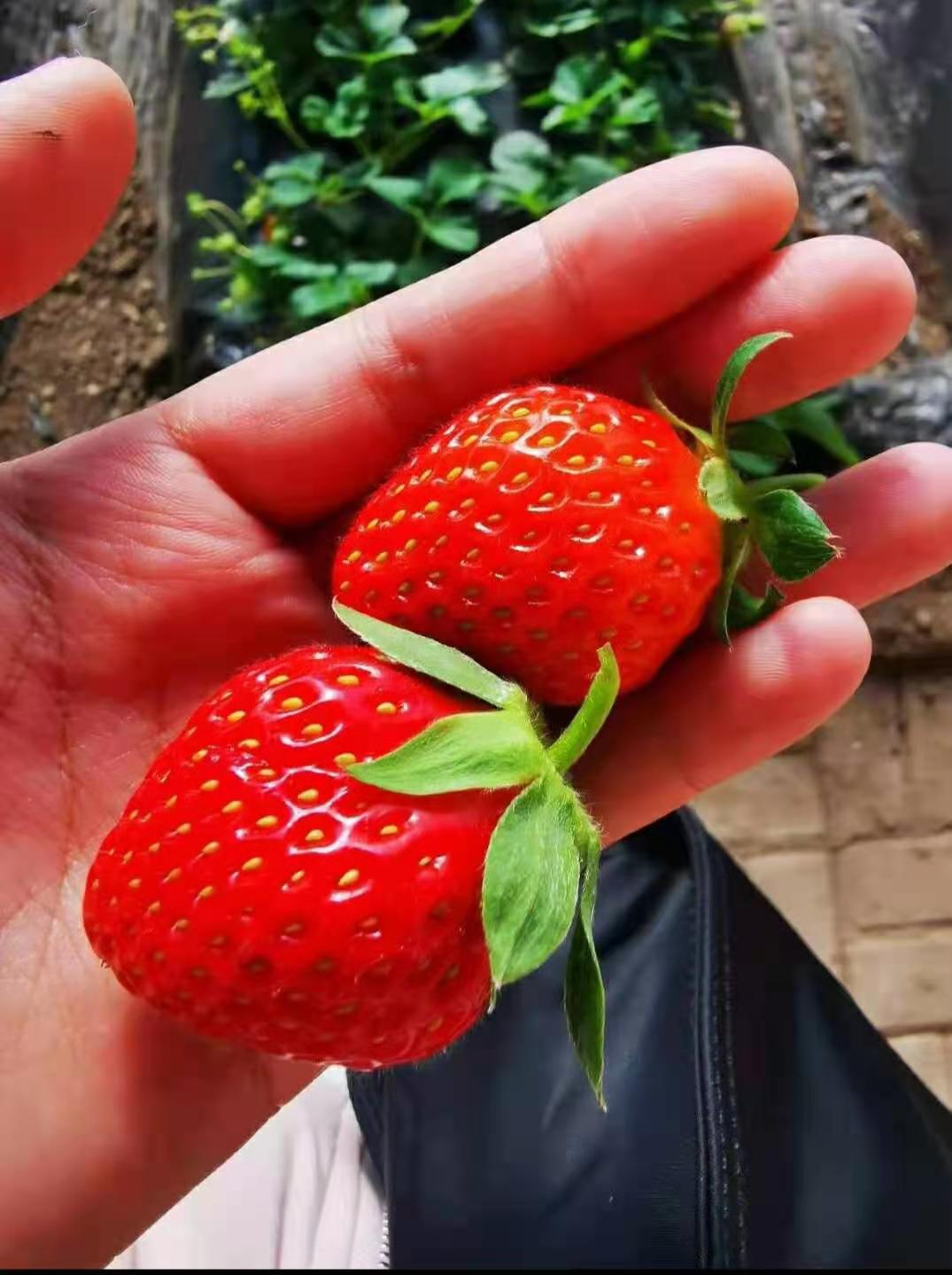 消费扶贫爱心助农报道,消费助农爱心购买农产品活动