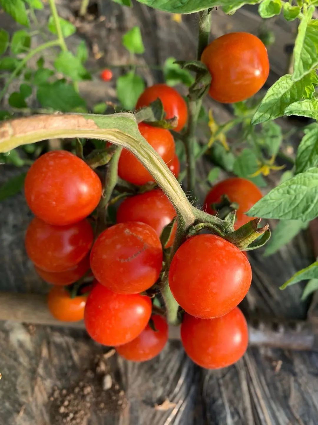 消费扶贫爱心助农报道,消费助农爱心购买农产品活动