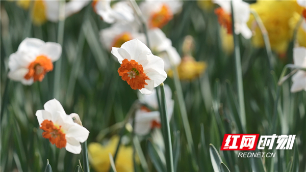 花卉产业大有可为,苗木花卉产业发展调研报告