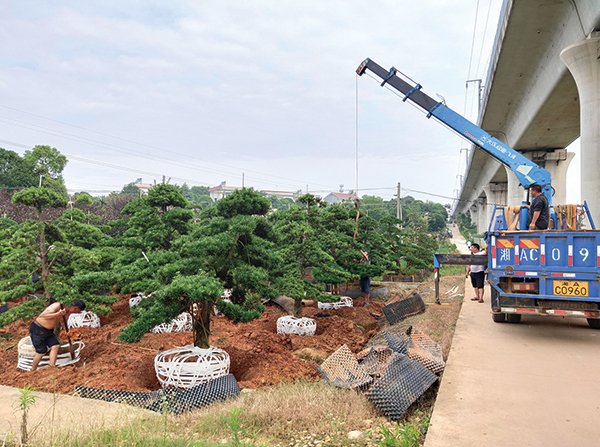 花卉产业大有可为,苗木花卉产业发展调研报告
