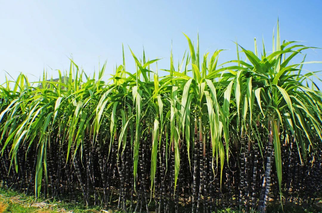 中国最漂亮的美女,中国的美女都去了哪
