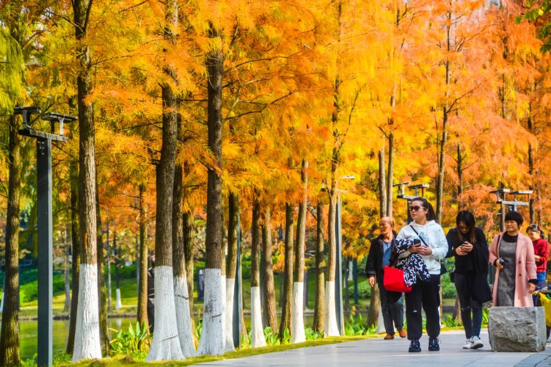 1月最美的佛山藏在这里！全部免费赏！