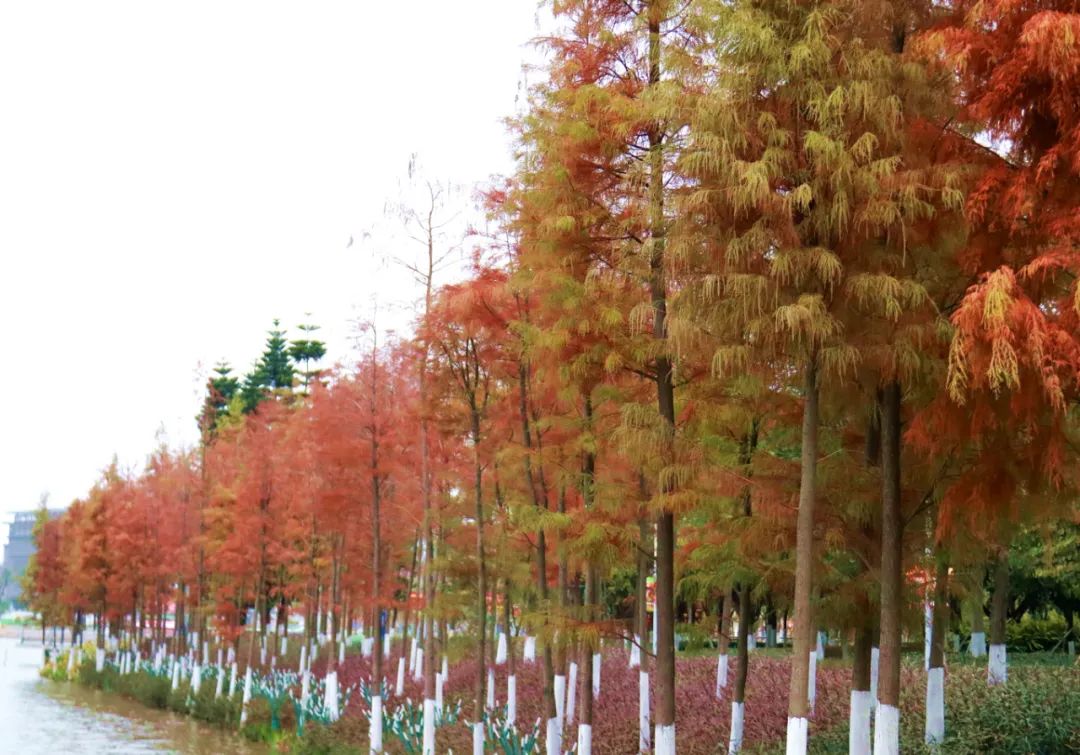 1月最美的佛山藏在这里！全部免费赏！