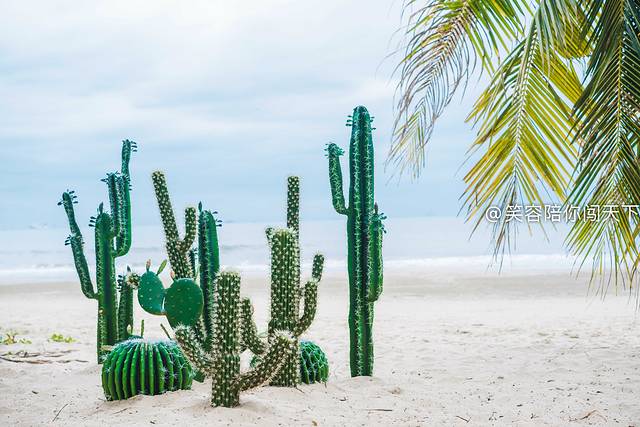 十二月来三亚也太惬意了,十二月来三亚也太惬意了吧