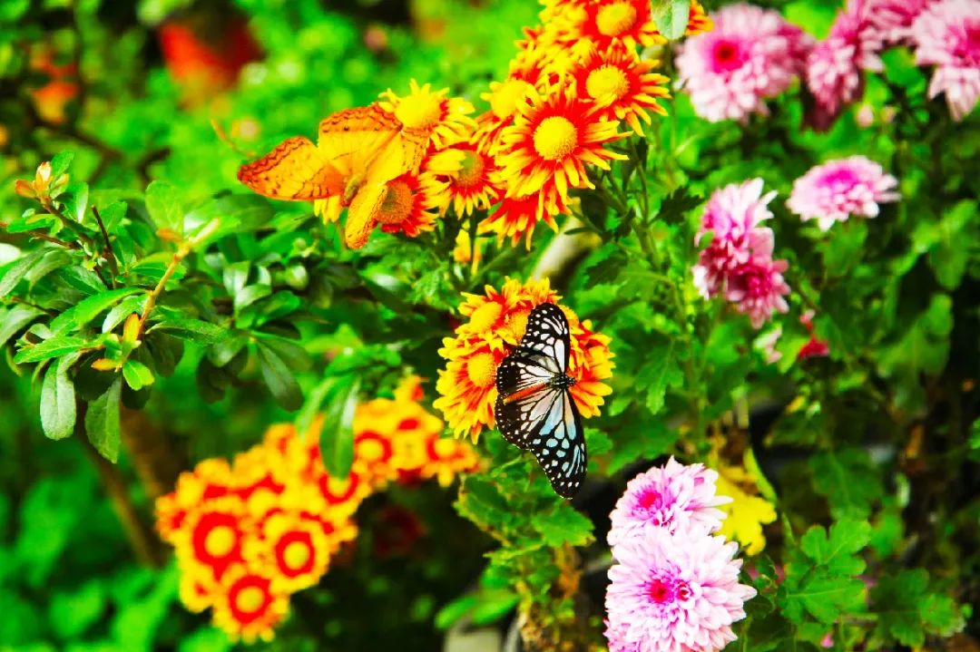 沂水冰雪童话大世界,沂水冬季打卡地