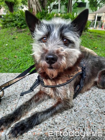 想领养一只雪纳瑞狗,雪纳瑞奶狗免费领养