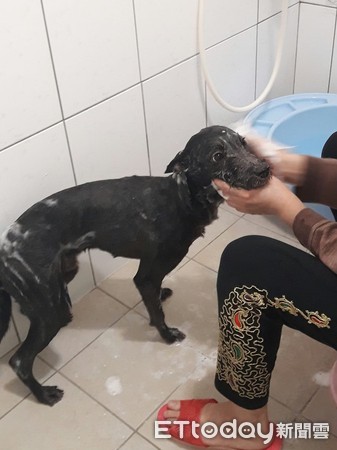 想领养一只雪纳瑞狗,雪纳瑞奶狗免费领养