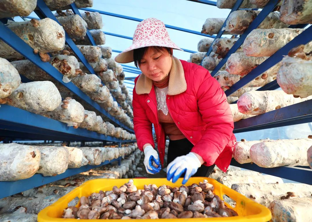 【关注】我县香菇产业飞上《人民日报》,看美味香菇如何做出可口菜肴!