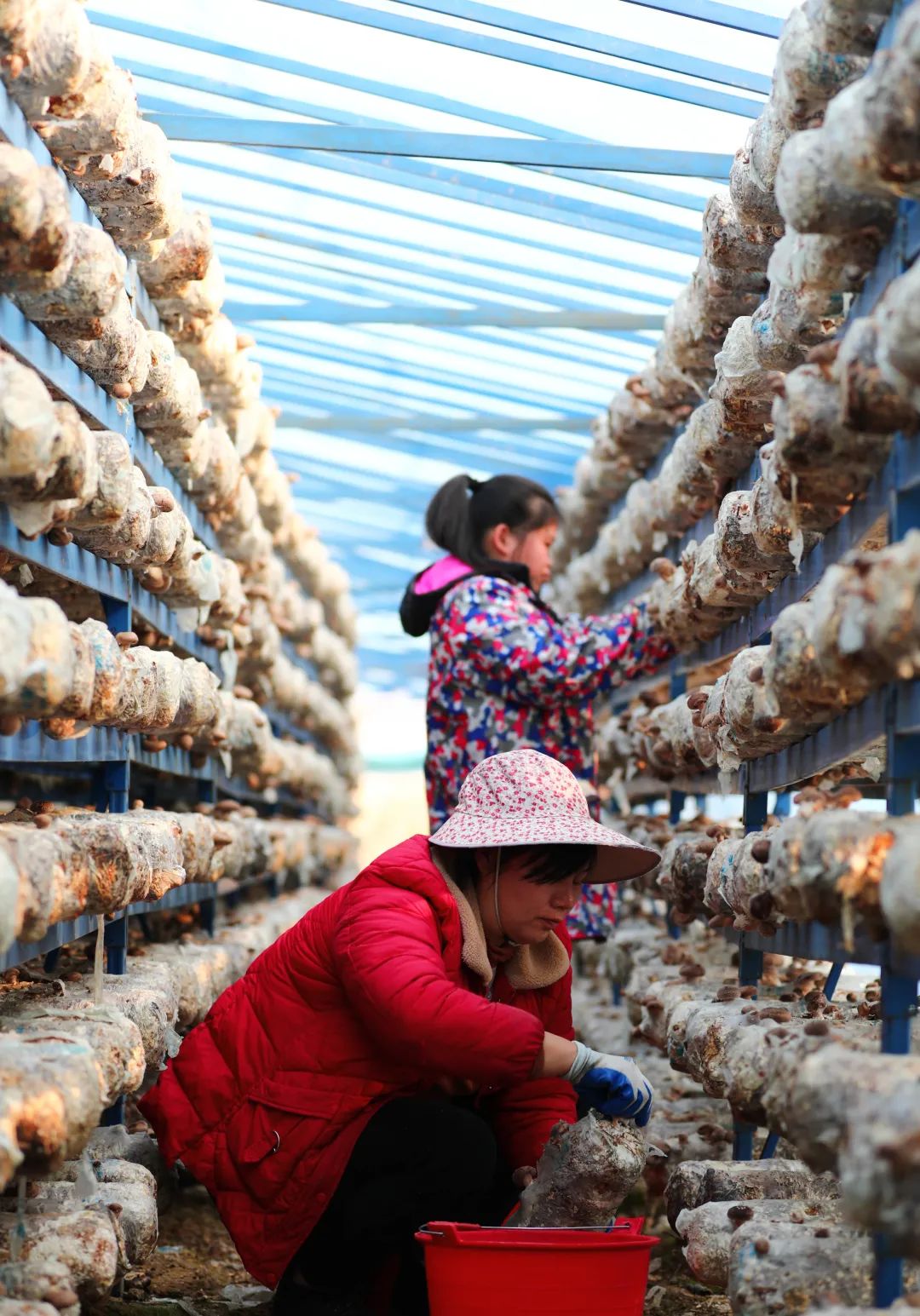 【关注】我县香菇产业飞上《人民日报》,看美味香菇如何做出可口菜肴!