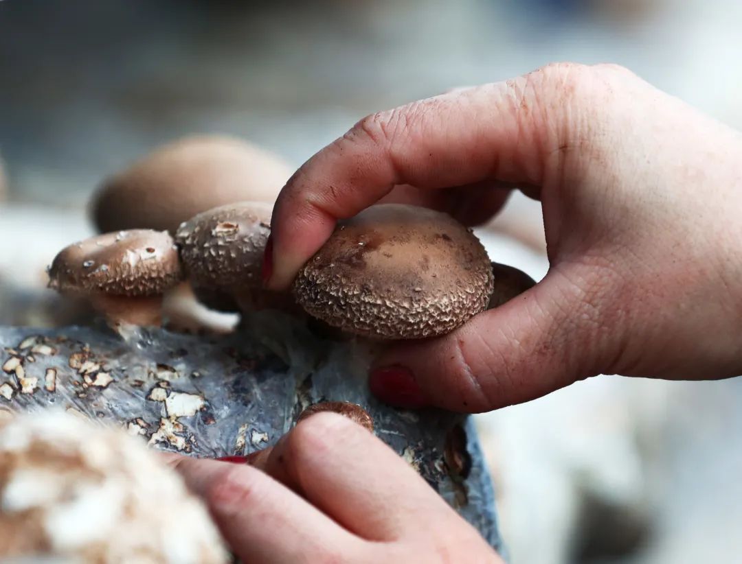 【关注】我县香菇产业飞上《人民日报》,看美味香菇如何做出可口菜肴!