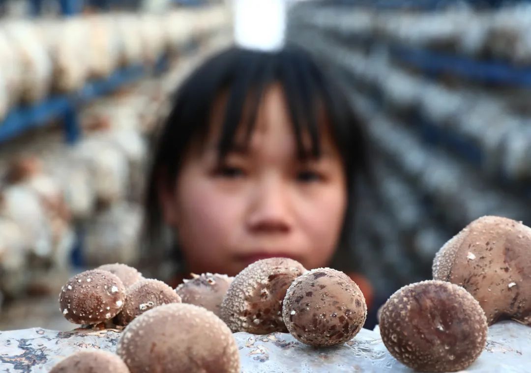 【关注】我县香菇产业飞上《人民日报》,看美味香菇如何做出可口菜肴!