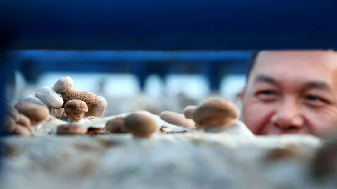 【关注】我县香菇产业飞上《人民日报》,看美味香菇如何做出可口菜肴!