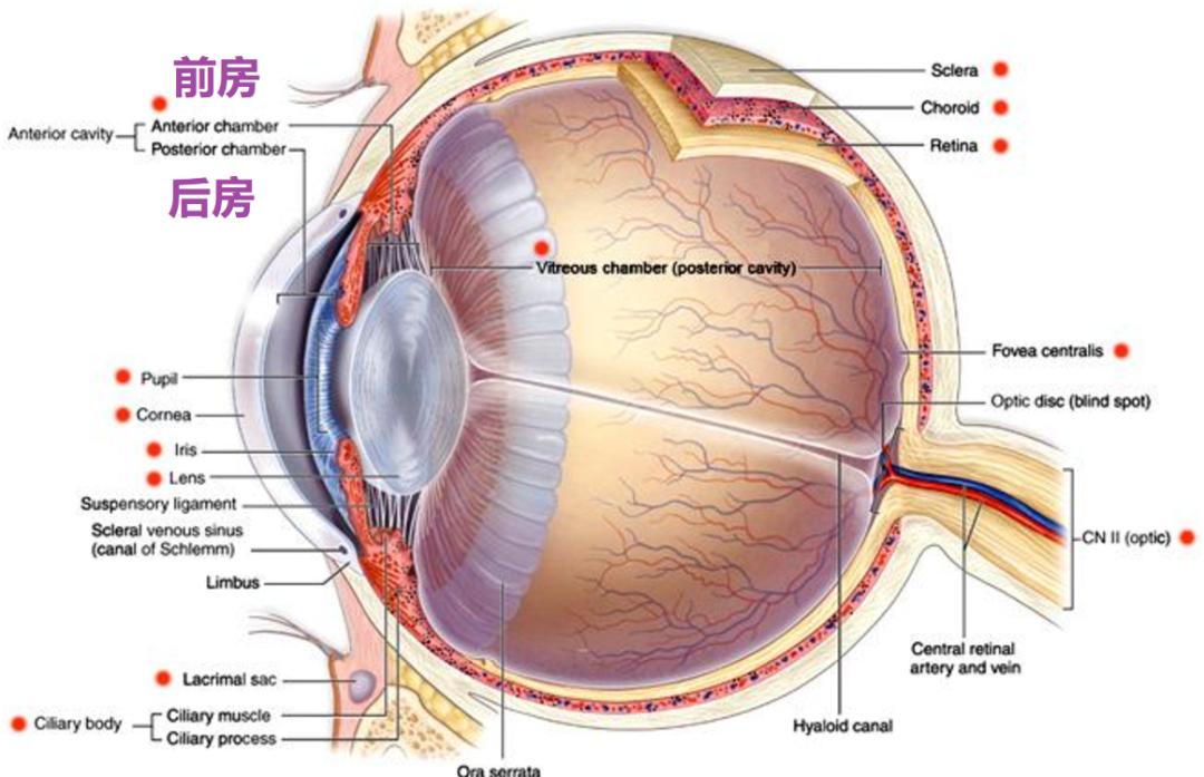 拓哥看药厂：Novartis/诺华,佰十一2001年年报61CIBAVision