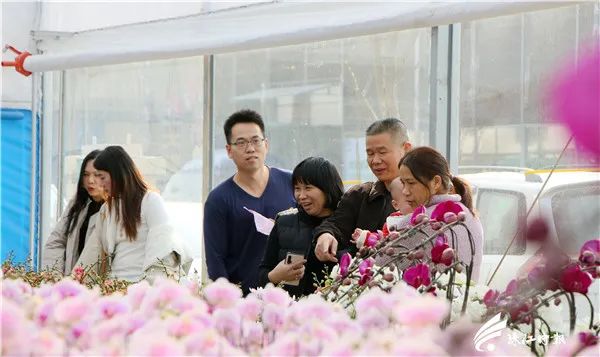 佛山今年哪里有花市,佛山市内哪里有年花批发