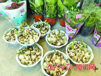 年宵花蝴蝶兰受青睐迎销售旺季,厦门蝴蝶兰批发