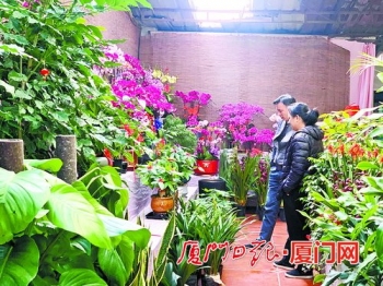 年宵花蝴蝶兰受青睐迎销售旺季,厦门蝴蝶兰批发