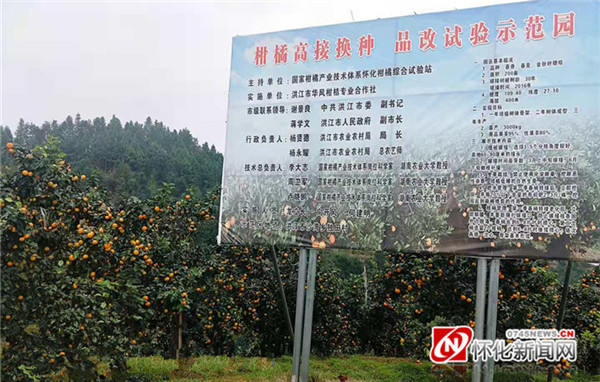 “柑”愿苍生享美味——怀化柑橘品改见闻录