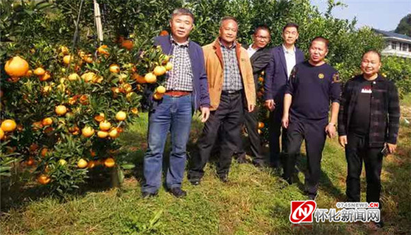“柑”愿苍生享美味——怀化柑橘品改见闻录