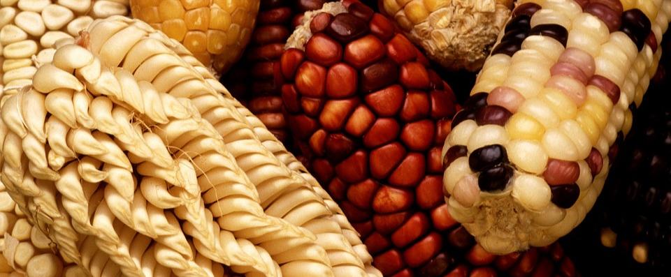 大北农集团水稻公司怎么样,大北农集团郑州高新区