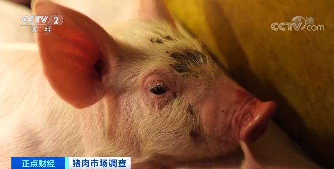 养猪场一头猪赚多少钱,养殖户着急卖猪一头能赚600元