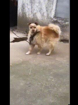 男的接吻为什么总要摸胸啊?(穹妹兔女郎紫色皮肤)