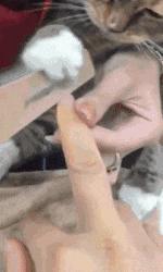 男的接吻为什么总要摸胸啊?(穹妹兔女郎紫色皮肤)