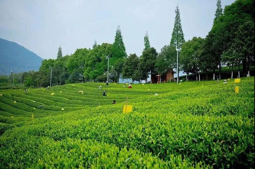 周末不涨价，300+睡浙南百年老宅，独揽1600㎡庭院，还赠汉服拍摄