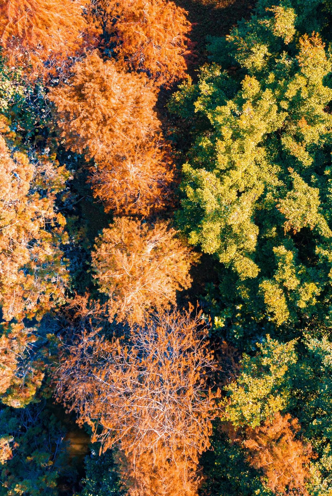 1月最美的佛山藏在这里！全部免费赏！