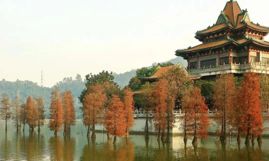 1月最美的佛山藏在这里！全部免费赏！