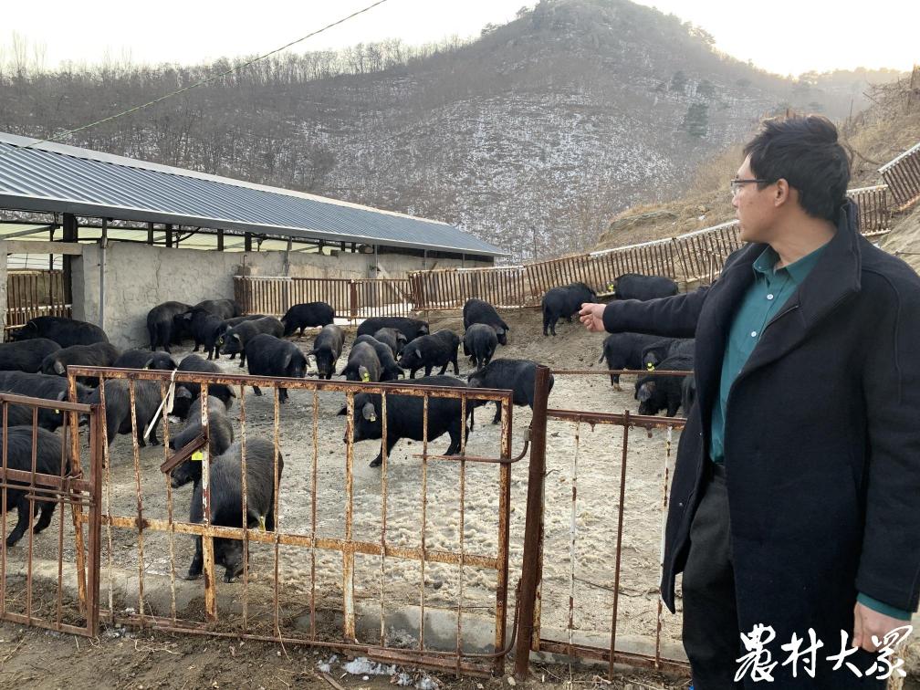 小伙养黑猪不计成本,养殖黑猪怎么找销售渠道