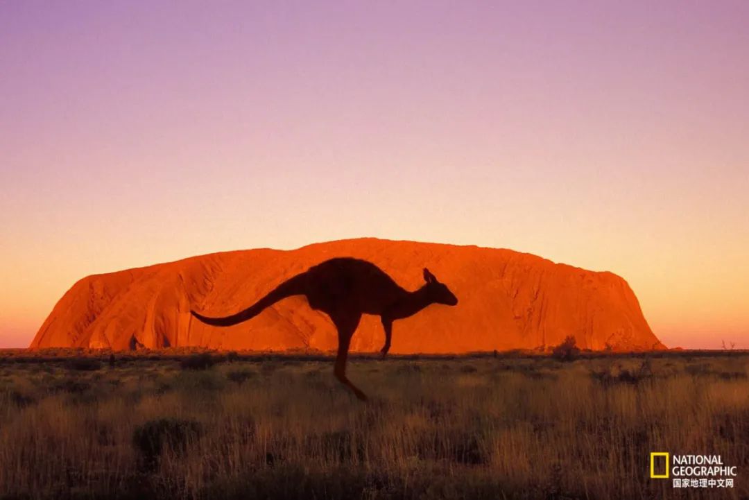 澳洲心脏病,澳大利亚心血管科发达吗