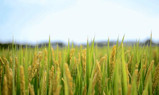 泰和被誉为乌鸡之乡,江西泰和乌鸡的故乡