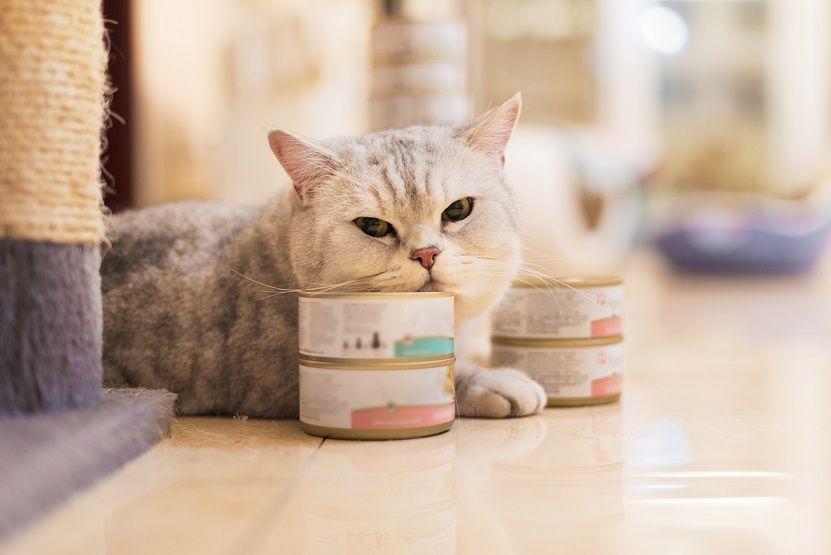 猫出事了猫粮会怎么样,毒猫粮短期内会不会造成猫死亡