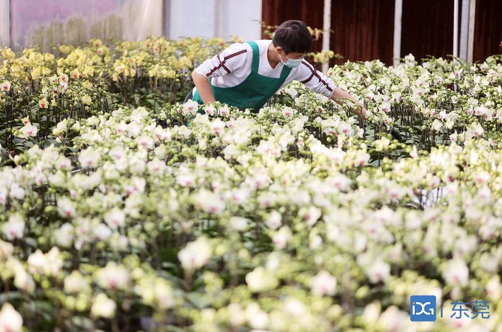 新春走基层｜6万株兰花售出近四分之三，石碣这名花农是怎样做到的？