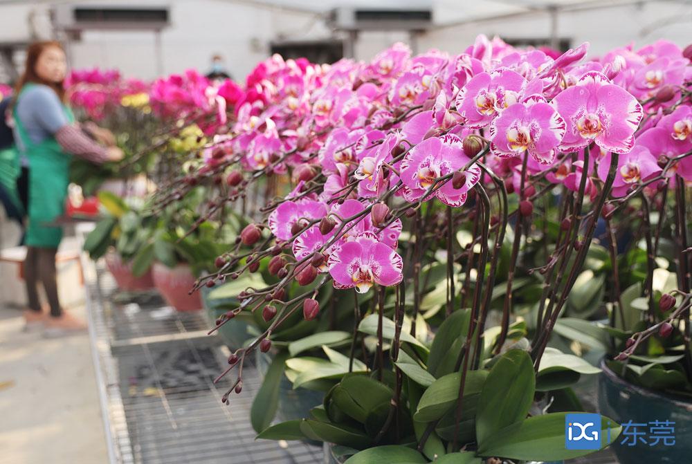 新春走基层｜6万株兰花售出近四分之三，石碣这名花农是怎样做到的？