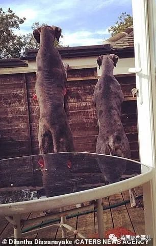 世界上最高大的狗身高达到24米,世界上最高的80米的狗