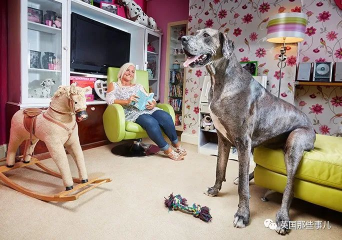 世界上最高大的狗身高达到24米,世界上最高的80米的狗