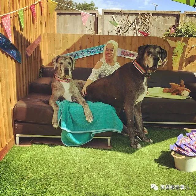 世界上最高大的狗身高达到24米,世界上最高的80米的狗