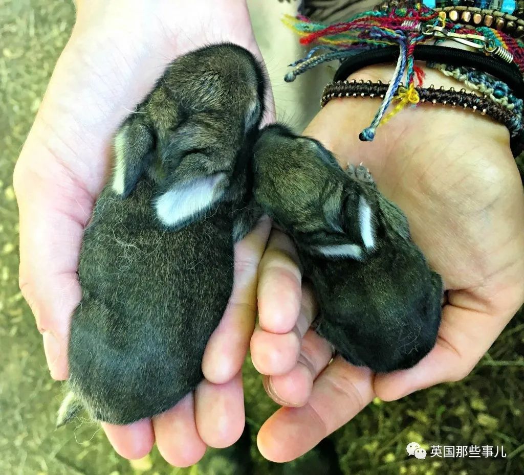 世界上最高大的狗身高达到24米,世界上最高的80米的狗