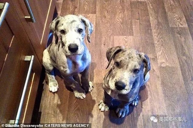 世界上最高大的狗身高达到24米,世界上最高的80米的狗