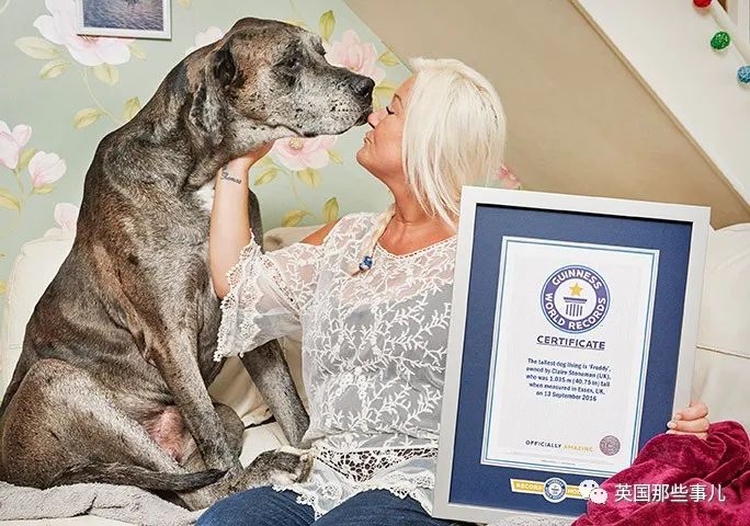 世界上最高大的狗身高达到24米,世界上最高的80米的狗