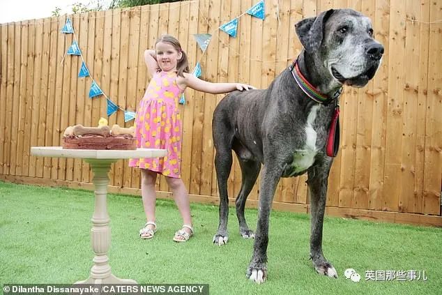 世界上最高大的狗身高达到24米,世界上最高的80米的狗