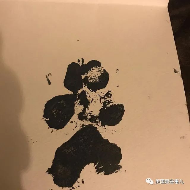 世界上最高大的狗身高达到24米,世界上最高的80米的狗