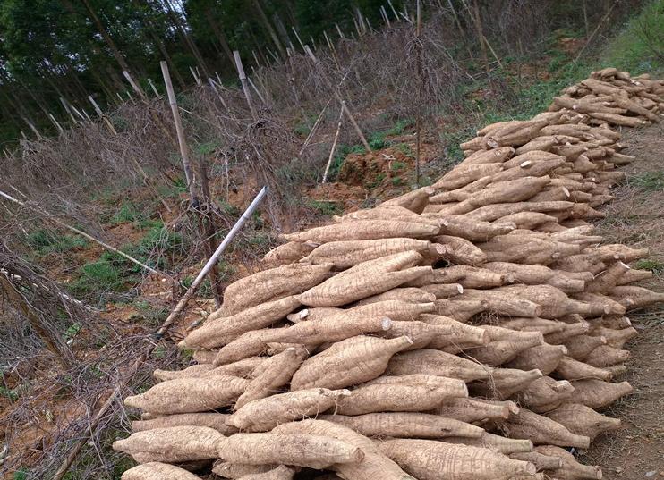 肇庆的特色农产品有哪些,肇庆的农产品有哪些