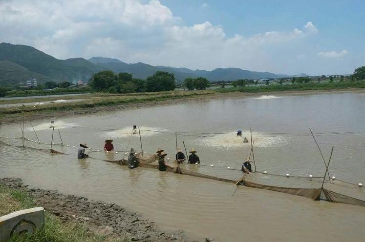 肇庆的特色农产品有哪些,肇庆的农产品有哪些