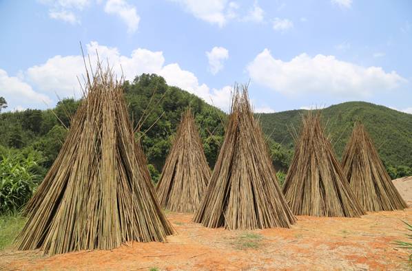 肇庆的特色农产品有哪些,肇庆的农产品有哪些