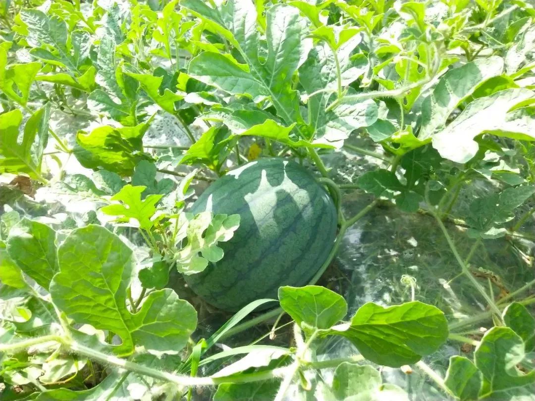 肇庆的特色农产品有哪些,肇庆的农产品有哪些